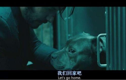 疾速追杀在线观看,速度与激情的复仇之旅  第3张