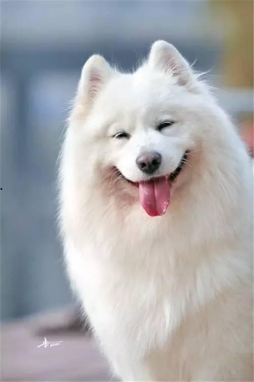 爆料三只萨摩耶视频大全,萌宠集结！三只萨摩耶欢乐视频大盘点  第3张